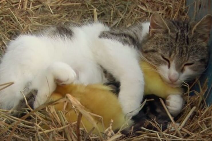 猫と鳥も犬と猿も仲良し、Googleの動画「Android: Friends Furever」が話題