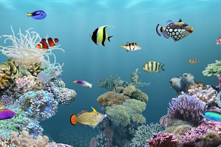 アプリ「aniPet海洋水族館ライブ壁紙」スマホで熱帯魚を育てよう #Android