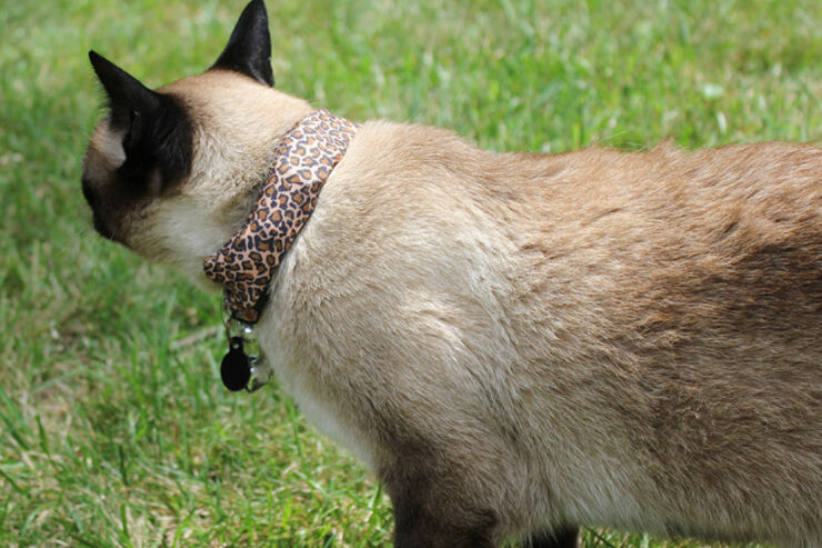 飼い猫をハッキング兵器化、近所の脆弱なWi-Fi環境を丸裸に