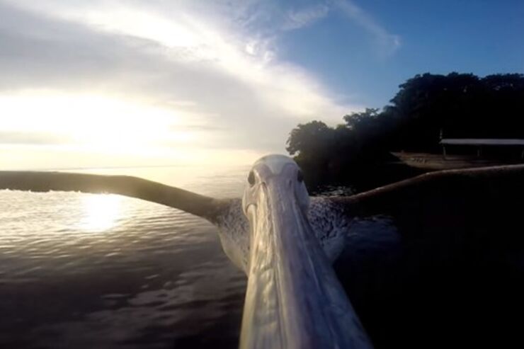 【動画】GoProで空飛ぶペリカンのクチバシから撮影した光景はこうなる