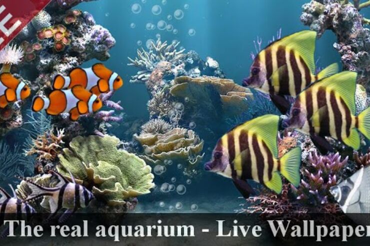 アプリ「本物の水槽-LWP」無料なのに超リアル、スマホで熱帯魚が飼えるライブ壁紙 #Android