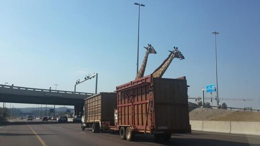 キリンが高速道路で死亡、橋をくぐれず頭を強打