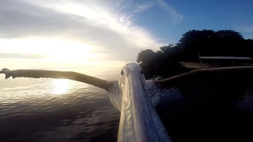 【動画】GoProで空飛ぶペリカンのクチバシから撮影した光景はこうなる