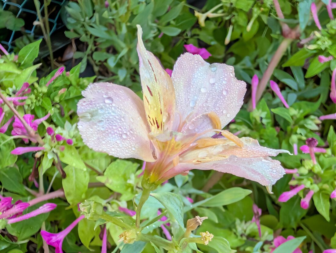 Pixel 10 Pro XL