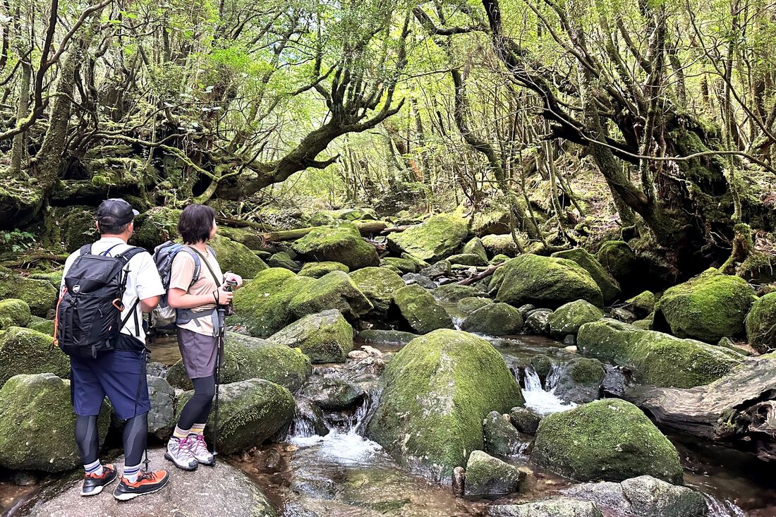 JALが鹿児島の世界自然遺産を旅するツアーを販売中