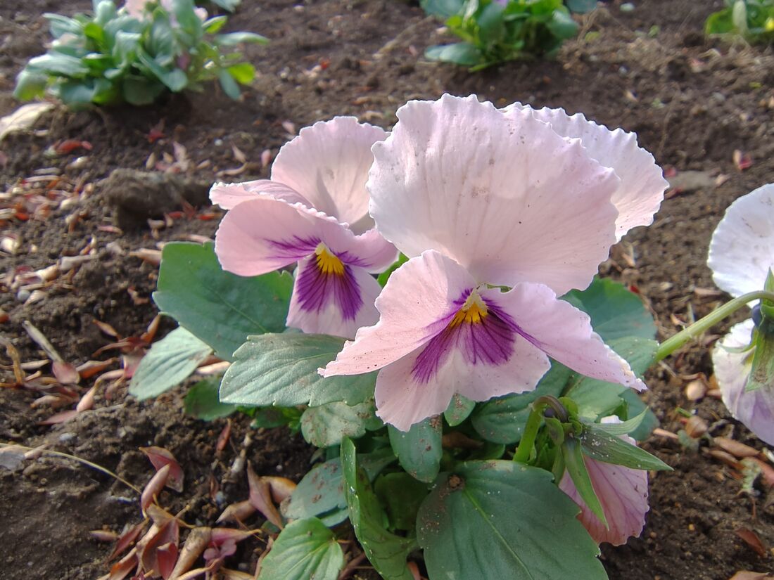 マクロは非常に美しく、被写体に近寄ると自動でマクロモードに切り替わる