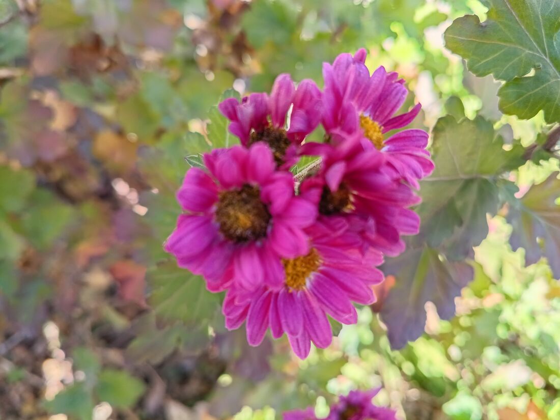 マクロもきれいに撮れるが、この距離でも拡大するとピントが怪しい