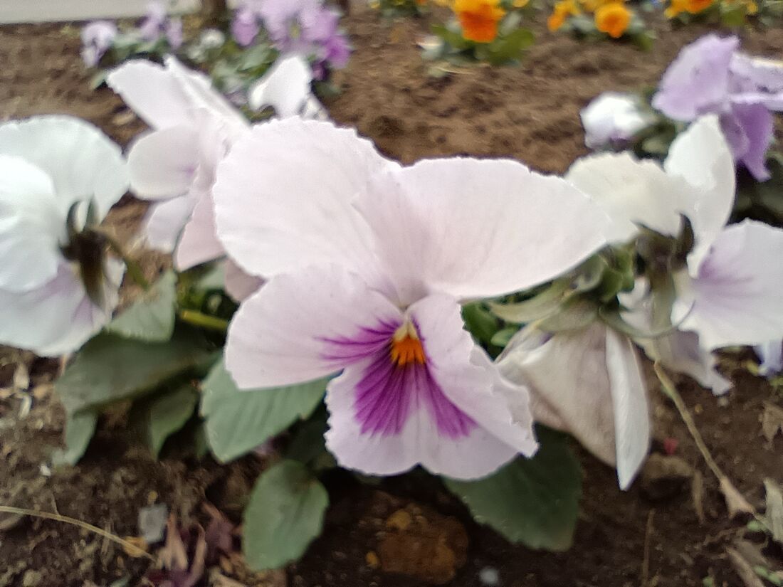 マクロの画質はほどほど