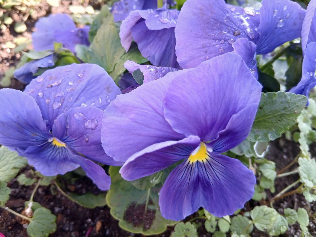 マクロもきれいに撮れる