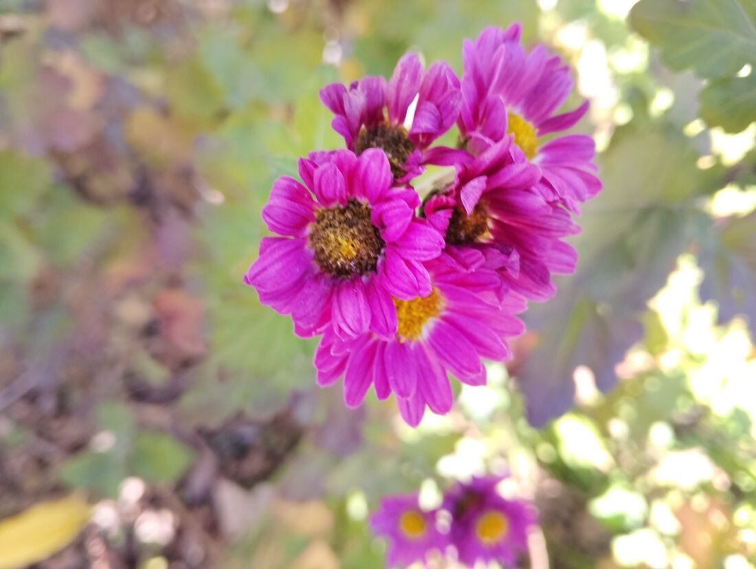 花に近づいて撮影した。クリアでなかなかきれいだがやはり白飛び気味だ