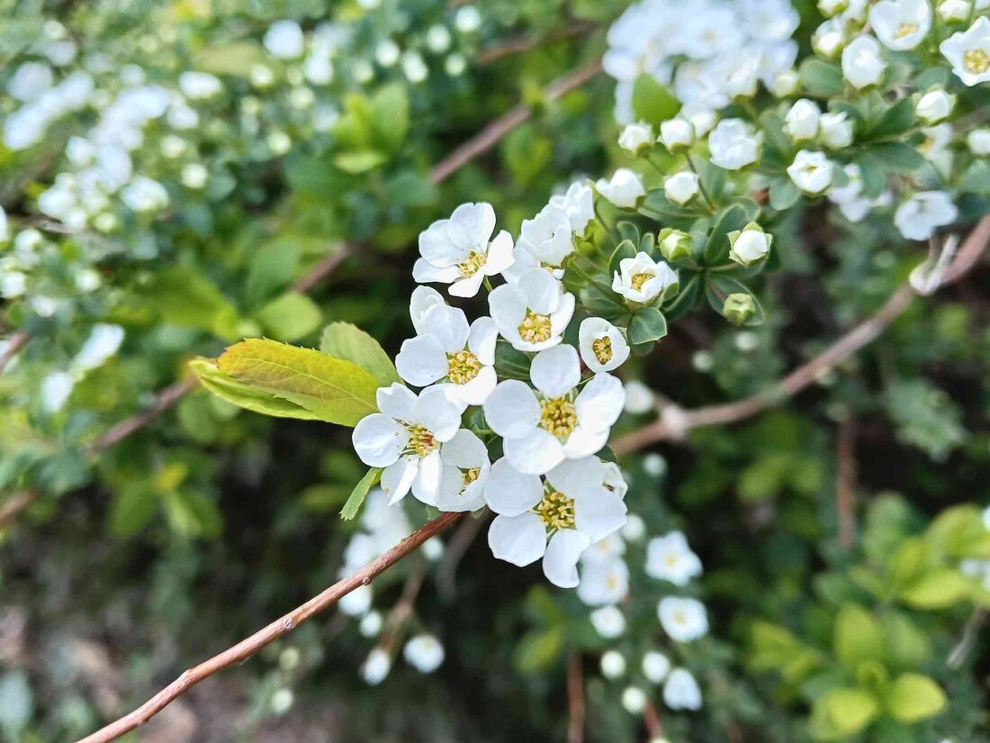 被写体に近づいても、ピントが迷わずに合ってくれる