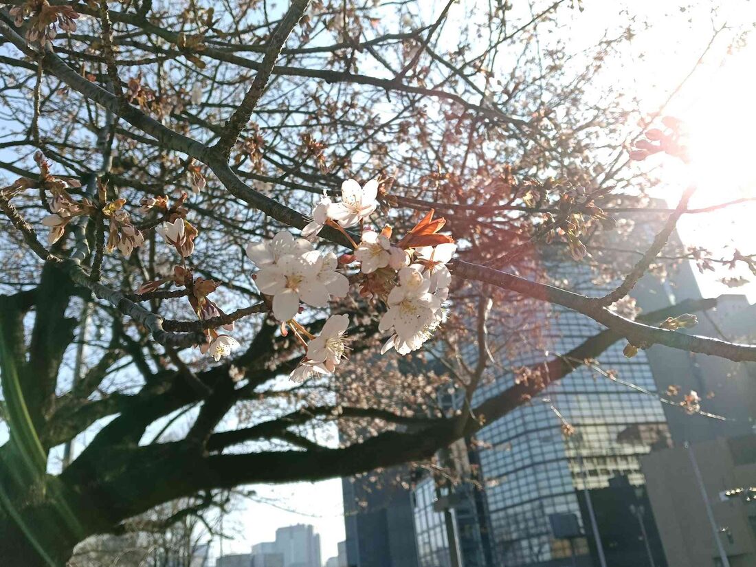 太陽が眩しい明るい日中でも、AIが露出を最適化してくれる