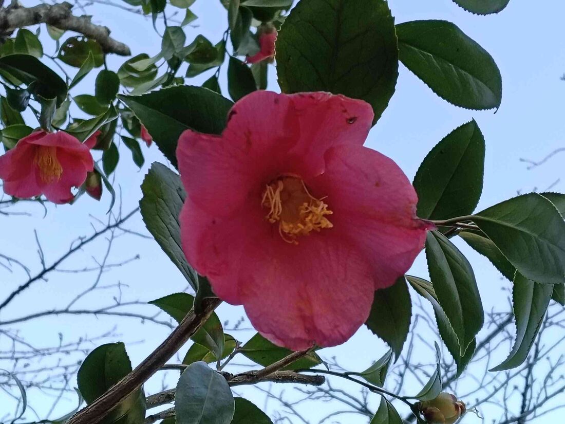 被写体に近づいても、ピントが迷わずに合ってくれる