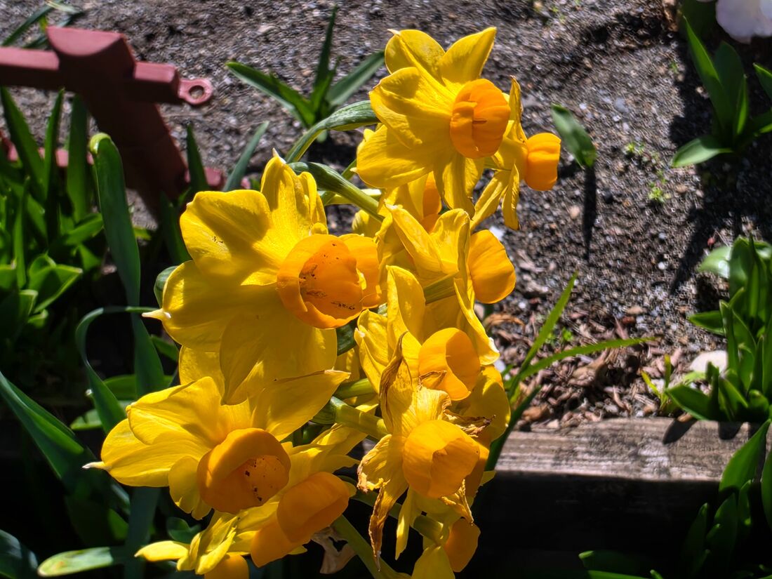 Galaxy Ultraシリーズには独立したマクロモードはなく、超広角レンズのオートフォーカス機能で接写撮影が可能だ