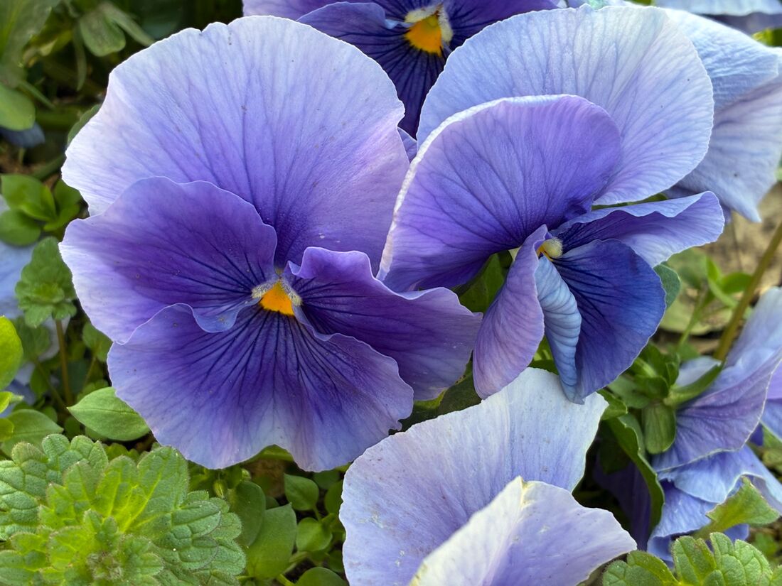 花に近づいて撮影したがこちらもきれいだ