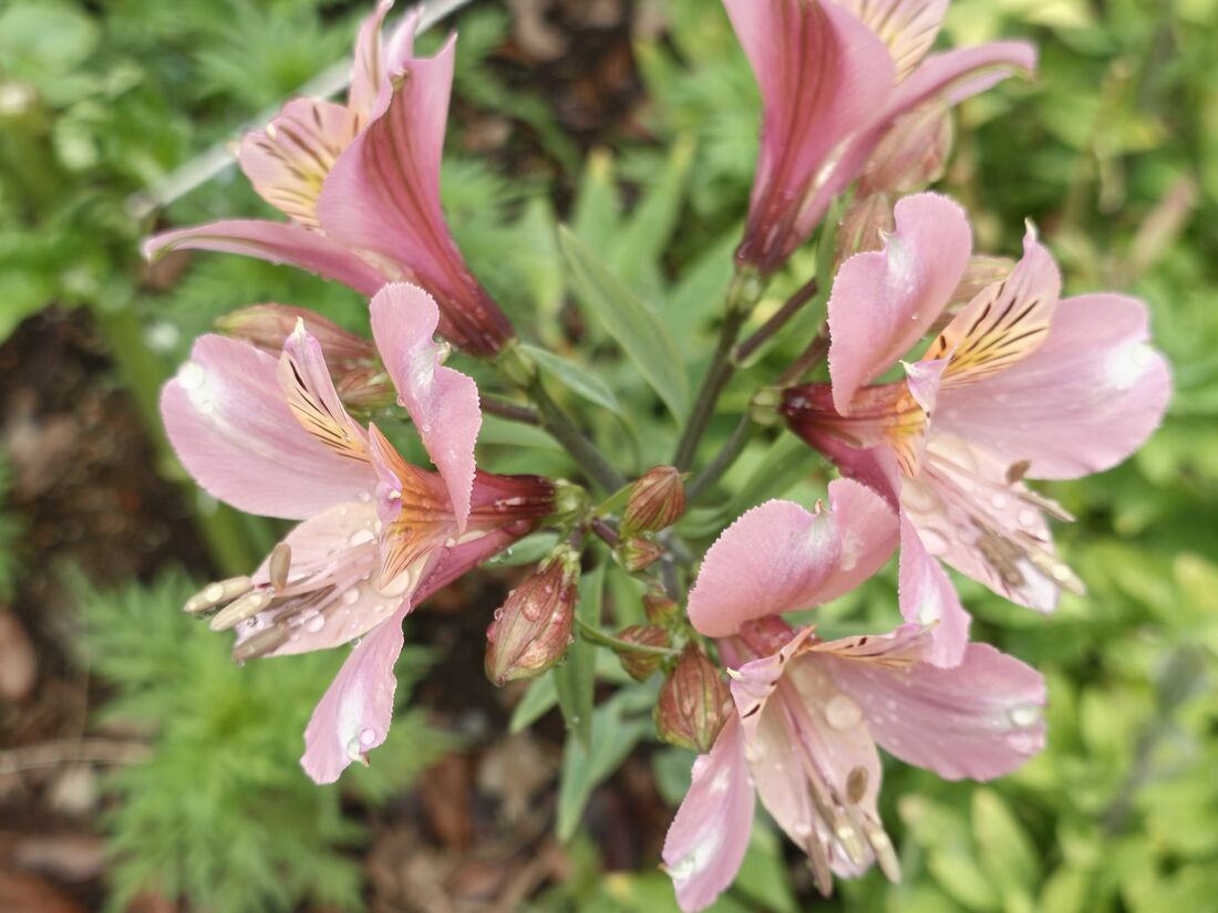 接写して撮影。花もきれいに撮れた
