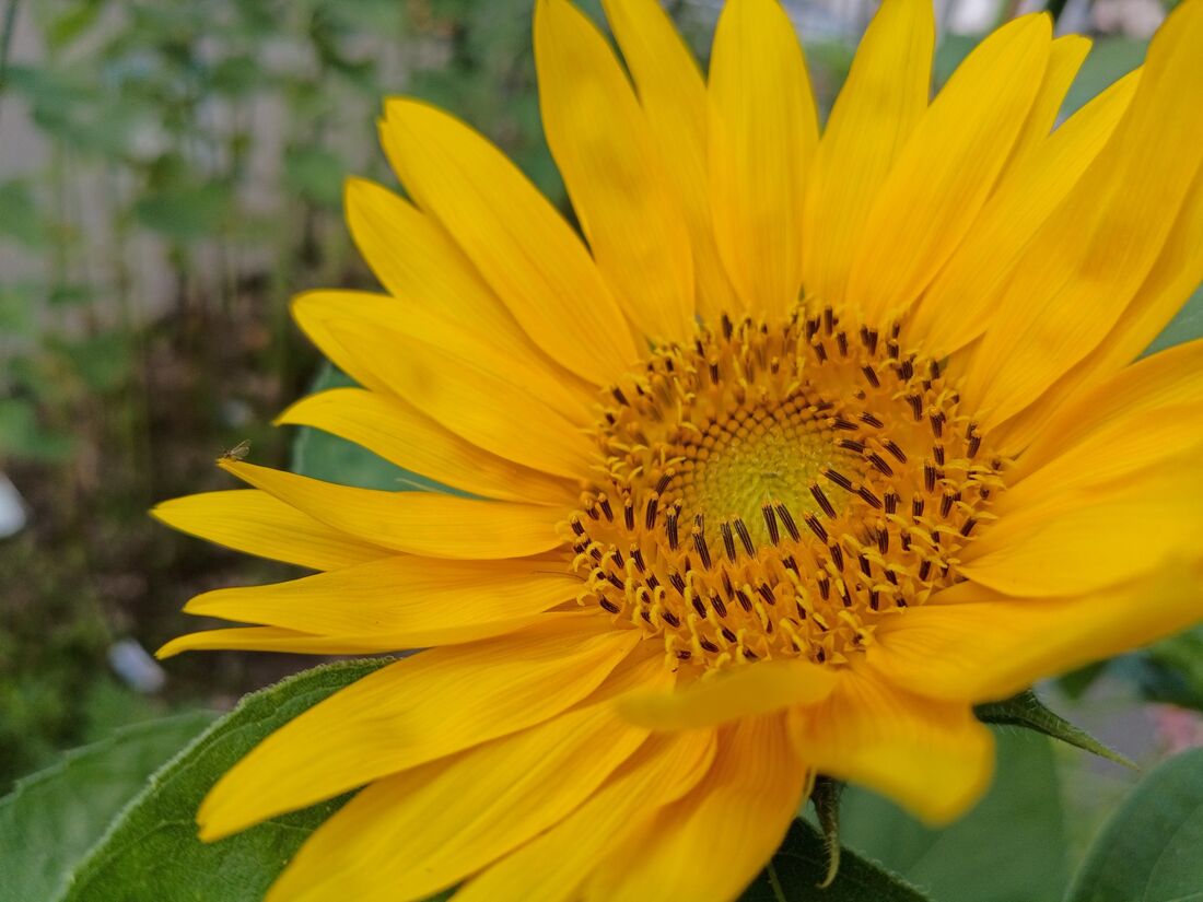 花に近寄ってマクロ撮影。背景のボケかたも美しく、この写真が一番気に入った
