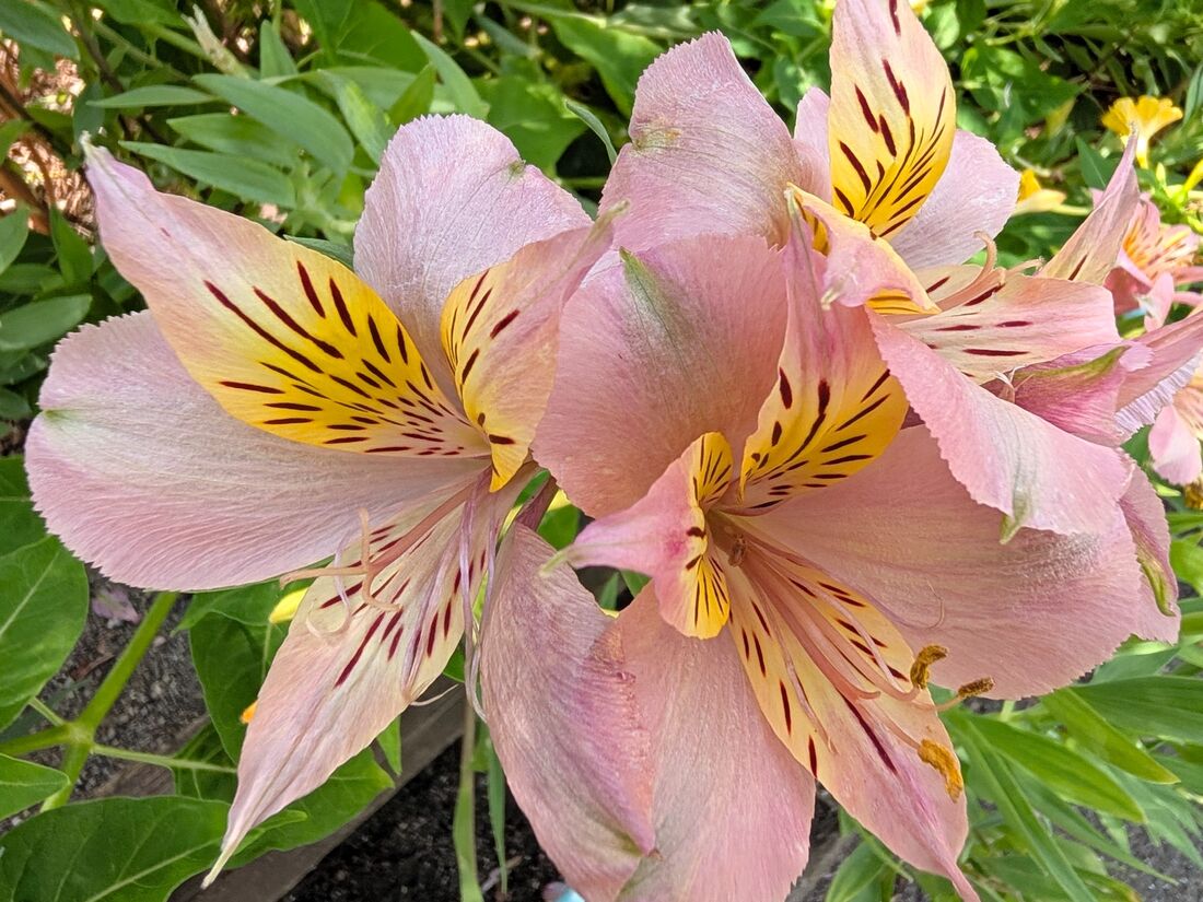 花の撮影も綺麗に撮れた