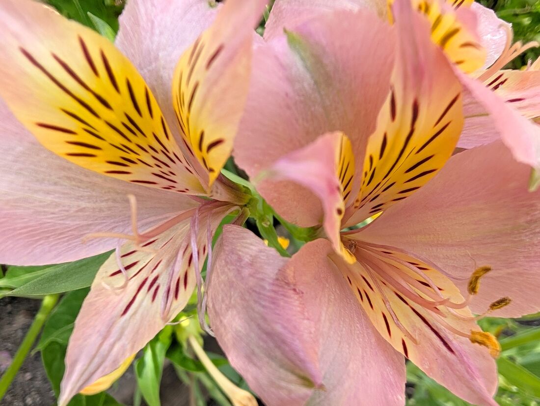 花に近寄って撮影。さっぱりめの色合いだが美しい