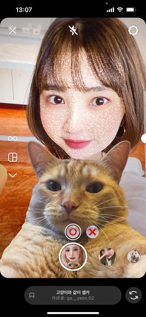 もふもふ猫