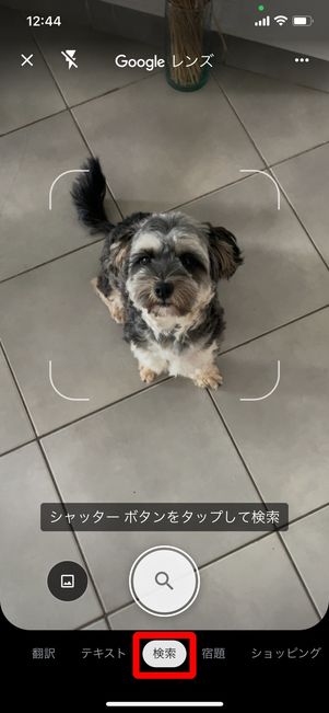 Googleレンズの「検索」タブで犬を映す