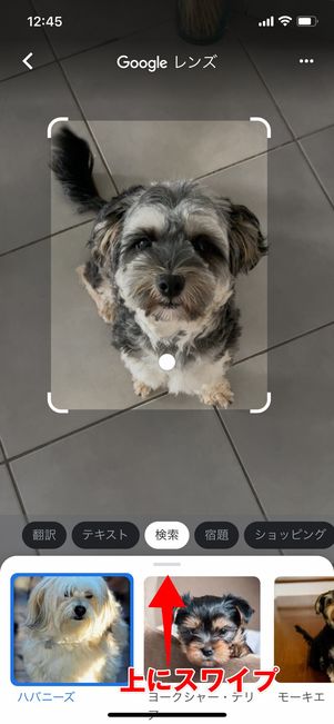 似ている犬の情報が表示される
