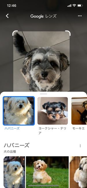 スワイプするとその他の検索結果が表示される