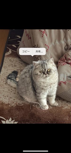 切り抜き