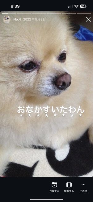 タップするとハイライトに追加したストーリーが再生される