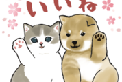 しば×にゃん & LINEスコア