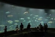 水族館に安く行く方法、お得なクーポン・割引情報まとめ