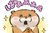 可愛い嘘のカワウソ × クレディセゾン