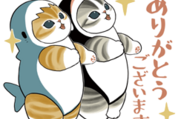 サメにゃん × Yahoo!ニュース